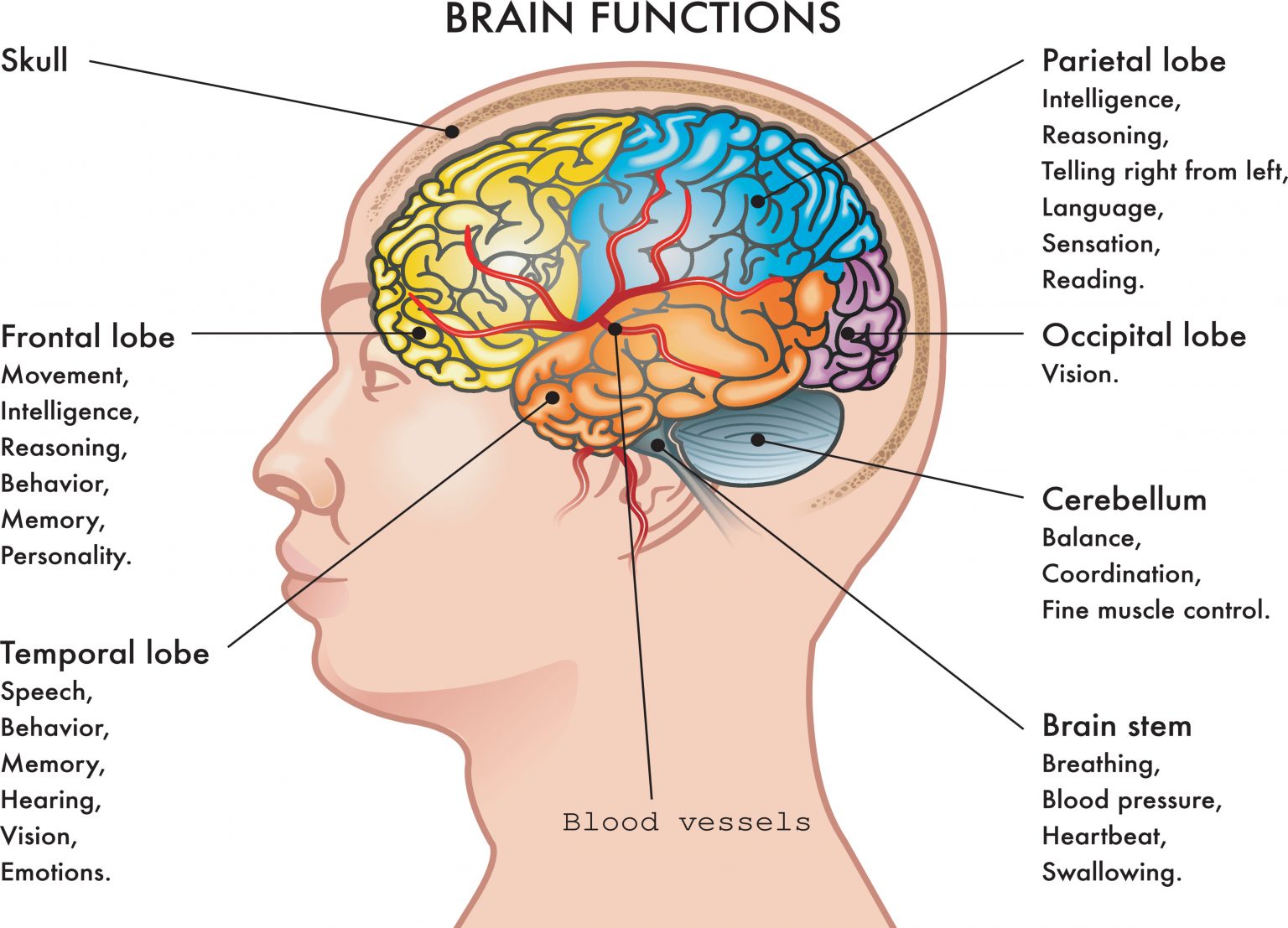 Parts of Brain and their function. Диаграмма головного мозга. Brain functions. The Parts of Human Brain and their functions.